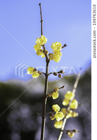 A roubai that shines in the blue sky A roubai that shines in the blue sky 109763619