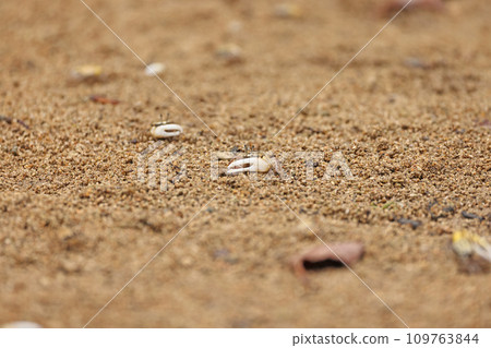 Small crabs in the Miyara River, Ishigaki Island Small crabs in the Miyara River, Ishigaki Island 109763844