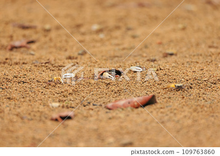 石垣島宮良川的小螃蟹 109763860