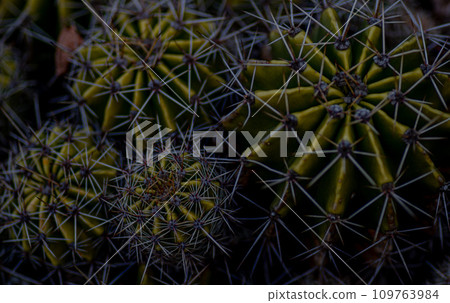 cactus with thorns 109763984