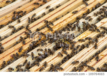 Swarm Of Honey Bees (Apis Mellifica) Working On Combs Producing Honey And Breed In Teamwork Swarm Of Honey Bees (Apis Mellifica) Working On Combs Producing Honey And Breed In Teamwork 109764083