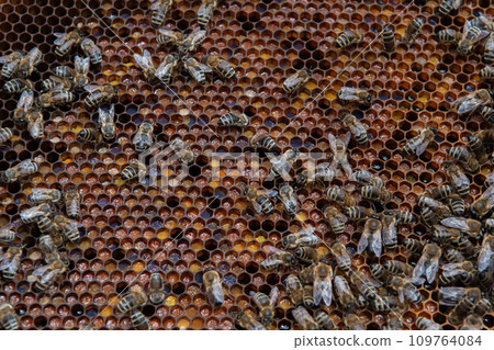 Swarm Of Honey Bees (Apis Mellifica) Working On Combs Producing Honey And Breed In Teamwork 109764084