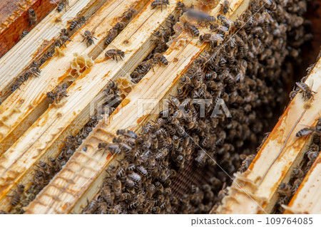 Swarm Of Honey Bees (Apis Mellifica) Working On Combs Producing Honey And Breed In Teamwork Swarm Of Honey Bees (Apis Mellifica) Working On Combs Producing Honey And Breed In Teamwork 109764085