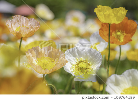 spring flower poppy 109764189