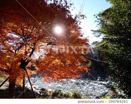 Momosuke Bridge and autumn leaves Momosuke Bridge and autumn leaves 109764261