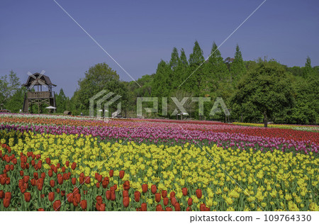 有鬱金香田和風車的公園 109764330