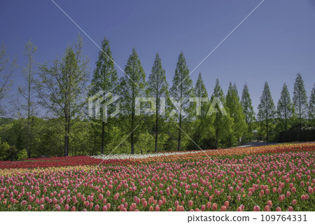 一個種滿鬱金香的公園 109764331