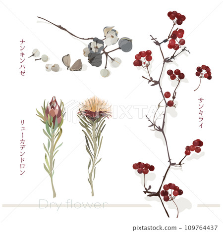 Sankirai、南京蝦虎魚、白藤、乾燥花 109764437