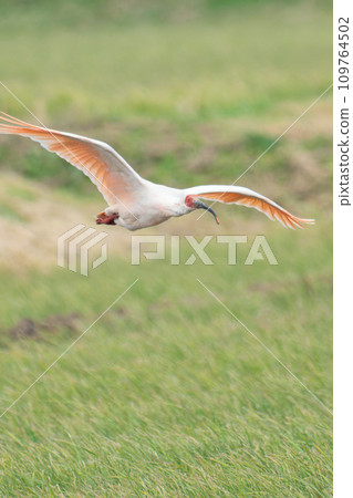 Tokido的飛行 109764502