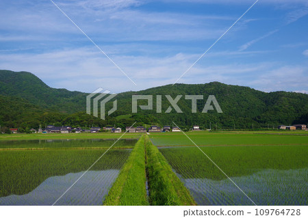 初夏稻田 水稻種植後的稻田 日本風景 鄉村景觀 109764728