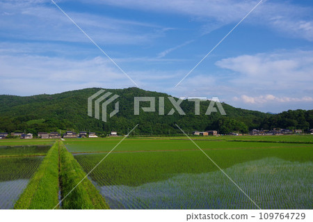 初夏稻田 水稻種植後的稻田 日本風景 鄉村景觀 初夏稻田 水稻種植後的稻田 日本風景 鄉村景觀 109764729
