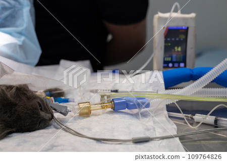 An anesthesiologist monitors an anesthetized cat in a veterinary operating room. The cat sleeps under anesthesia connected to a vital signs monitoring machine. Concept of a cat in surgery. An anesthesiologist monitors an anesthetized cat in a veterinary operating room. The cat sleeps under anesthesia connected to a vital signs monitoring machine. Concept of a cat in surgery. 109764826