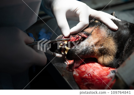 A veterinary surgeon dentist suturing the gum after removing a diseased rotten tooth. A veterinarian's hand places stitches on the gum from a dog's mouth after dental treatment. A veterinary surgeon dentist suturing the gum after removing a diseased rotten tooth. A veterinarian's hand places stitches on the gum from a dog's mouth after dental treatment. 109764841