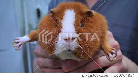 A funny guinea pig sits warily in the hands of a veterinarian The guinea pig was taken to the veterinarian for vaccination A guinea pig with big cheeks sits, frowning, in the hands of a veterinarian. 109764854