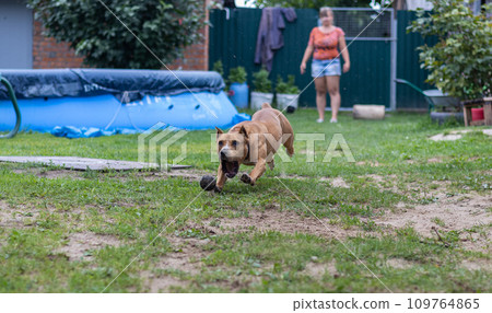 Pitbull deftly catches the ball thrown by its owner. A beautiful muscular dog runs after a ball, catching it in its mouth. A red cheerful dog happily hunts for a thrown ball. Pitbull deftly catches the ball thrown by its owner. A beautiful muscular dog runs after a ball, catching it in its mouth. A red cheerful dog happily hunts for a thrown ball. 109764865