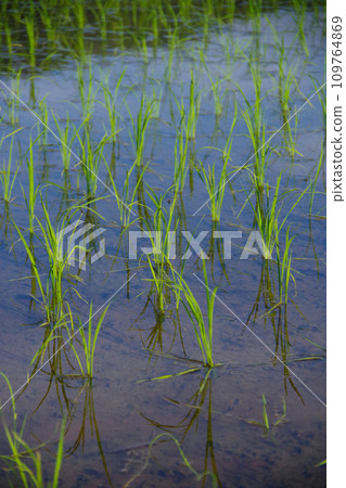 Rice field in early summer Rice field after rice planting Japanese landscape Rural landscape 109764869