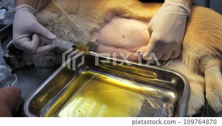 The veterinarian drains the dog's urine through a urinary catheter. The dog lies calmly on its side while the doctor drains urine into the tray through a urinary catheter. Emptying the bladder. 109764870