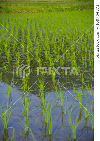 Rice field in early summer Rice field after rice planting Japanese landscape Rural landscape Rice field in early summer Rice field after rice planting Japanese landscape Rural landscape 109764871