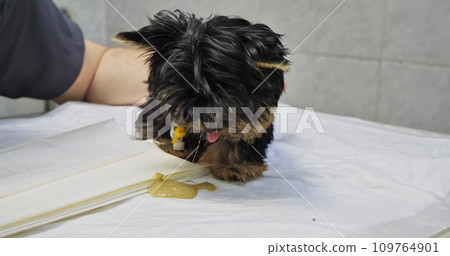 At a veterinarian's appointment, a sick puppy vomits on the table. The puppy is sick and vomits at the veterinarian's appointment. The baby puppy was brought to the veterinary clinic for treatment. 109764901