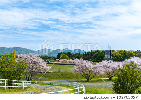 明媚的春天，櫻花樹和山鹿市文化運動中心、市立棒球場（山鹿市） 109765057