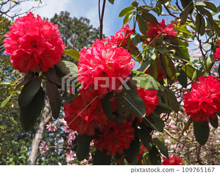 Rhododendrons blooming along the road Rhododendrons blooming along the road 109765167