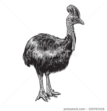 Drawing of Cassowary bird Drawing of Cassowary bird 109765426