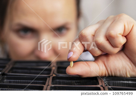 Woman hold a small seed ready for sowing in a pot with soil at home 109765499