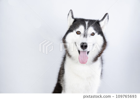 Smiling Siberian Husky bust up 109765693