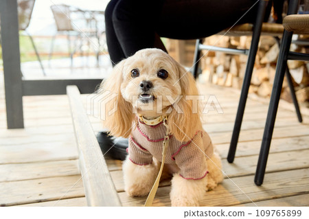 Toy sitting under the table at a dog cafe 109765899