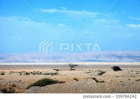 lonely bush at the desert. View on the desert landscape in Israil. Dead sea area. 109766242