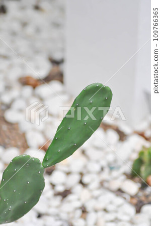 Opuntia cochenillifera, Opuntia or cactus 109766365