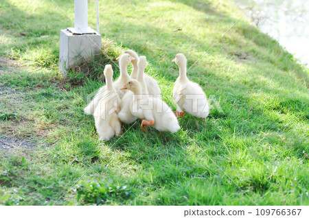 duck or duckling ,ducks on the farm 109766367