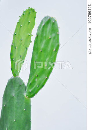 Opuntia cochenillifera, Opuntia or cactus 109766368