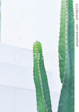 cactus , Fairytale castle or Cereus peruvianus cactus , Fairytale castle or Cereus peruvianus 109766373