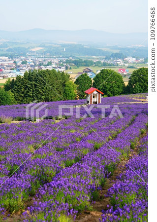 Hokkaido Kamifurano Hinode Park Lavender Garden Hokkaido Kamifurano Hinode Park Lavender Garden 109766468