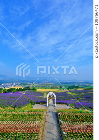 北海道上富良野日之出公園薰衣草園 北海道上富良野日之出公園薰衣草園 109766471