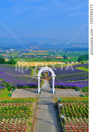 北海道上富良野日之出公園薰衣草園 109766473