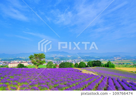 北海道上富良野日之出公園薰衣草園 109766474