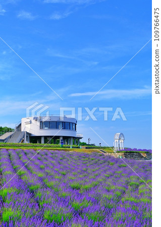 北海道上富良野日之出公園薰衣草園 109766475