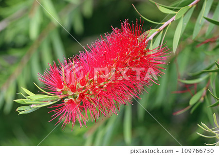 Red bottlebrush plant flowers in close up Red bottlebrush plant flowers in close up 109766730
