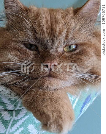 貓的 貓的 109766751