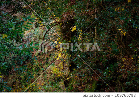Promenade around the large ginkgo tree in Shimojo (Oguni Town, Aso District) 109766798