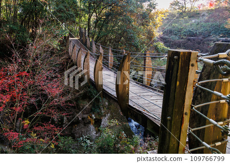 Shimojo Falls Suspension Bridge near the large ginkgo tree in Shimojo (Oguni Town, Aso District) 109766799