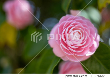 美麗的粉紅色少女山茶花，雙花 109766850