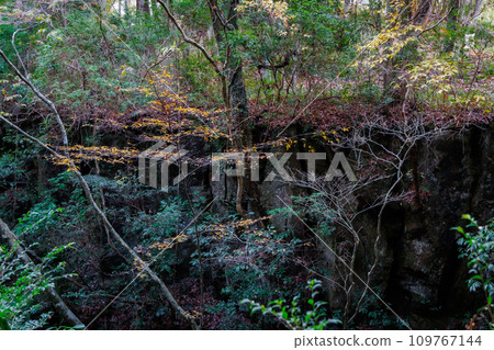 Promenade around the large ginkgo tree in Shimojo (Oguni Town, Aso District) 109767144