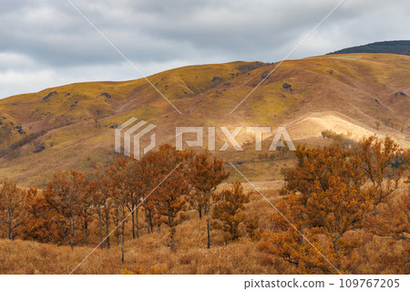 Cloudy sky and autumn-colored fields and mountains (Minamioguni Town, Aso District) Cloudy sky and autumn-colored fields and mountains (Minamioguni Town, Aso District) 109767205