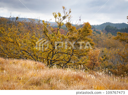 Autumn colored scenery seen on Hiranodai Plateau (Minamioguni Town, Aso District) 109767473