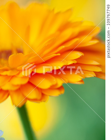 beautiful art Background with Orange flower medicine calendula (Marigold) . Extreme macro shot beautiful art Background with Orange flower medicine calendula (Marigold) . Extreme macro shot 109767749