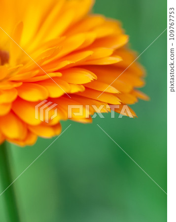 beautiful art Background with Orange flower medicine calendula (Marigold) . Extreme macro shot beautiful art Background with Orange flower medicine calendula (Marigold) . Extreme macro shot 109767753