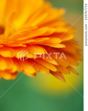 beautiful art Background with Orange flower medicine calendula (Marigold) . Extreme macro shot beautiful art Background with Orange flower medicine calendula (Marigold) . Extreme macro shot 109767754